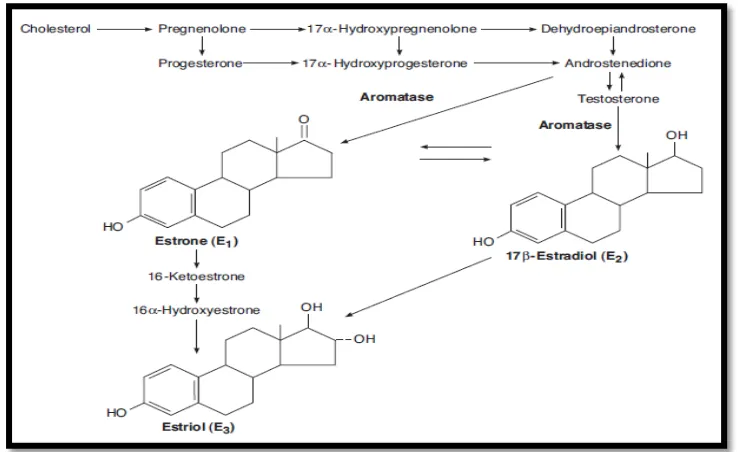 Gambar 2.2. Biosintesis dan metabolism estrogen 