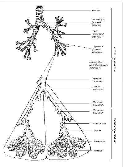 Gambar 2.1 : Anatomi Saluran Pernapasan (Gray’s, 1980) 