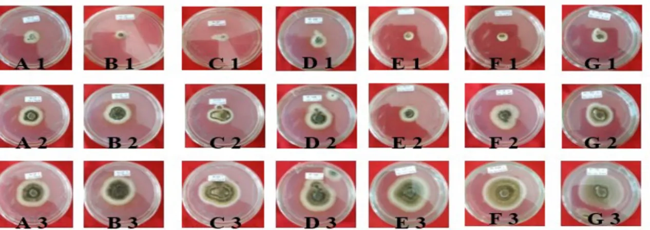 Gambar 3. Pertumbuhan harian koloni isolat Metarhizium spp, (A1) MetCP 3 HSI, (A2) MetCP 9  HSI, (A3) MetCP 14 HSI, (B1) MetJP 3 HSI, (B2) MetJP 9 HSI, (B3) MetJP 14 HSI, (C1)  MetKP 3 HSI, (C2) MetKP 9 HSI, (C3) MetKP 14 HSI, (D1) MetMP 3 HSI, (D2) MetMP 