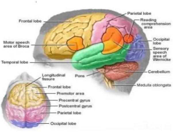 Gambar 2.2 Anatomi Otak26