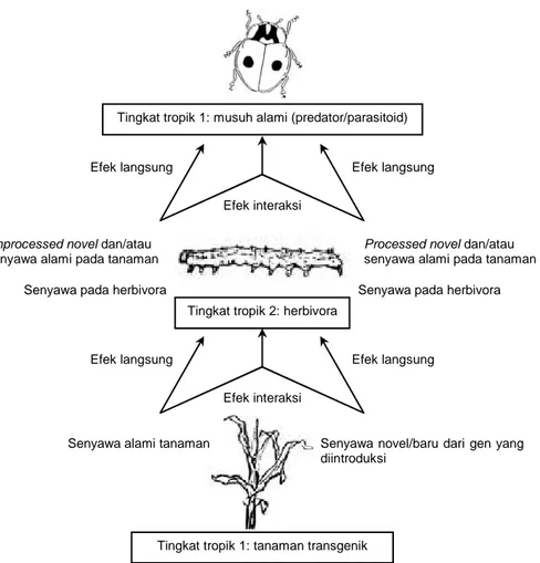 Gambar 1.  Kerangka efek jaringan makanan pada tanaman transgenik tahan hama. 