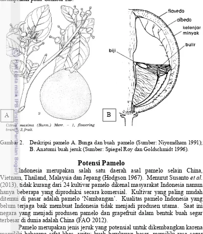 Gambar 2.   Deskripsi pamelo A. Bunga dan buah  pamelo (Sumber: Niyomdham 1991); 