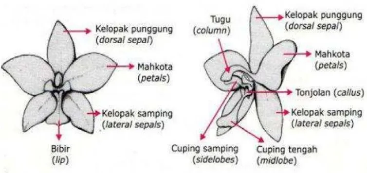 Gambar 1. Morfologi bunga anggrek (Priandana, 2007) 