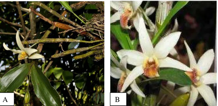 Gambar 2. Tanaman Dendrobium  heterocarpum Lindl. (A) dan bunga Dendrobium heterocarpum Lindl