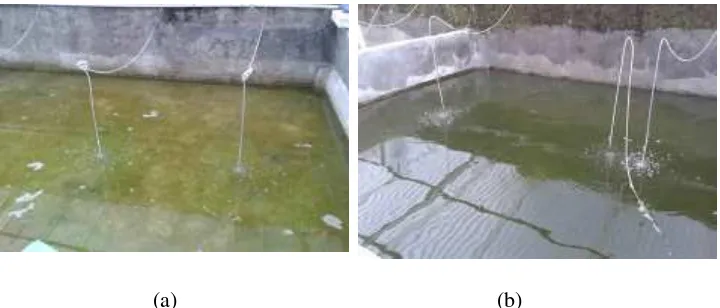 Gambar 2. Perbedaan Kolam Bioflok (b) dan kolam non bioflok (a) 