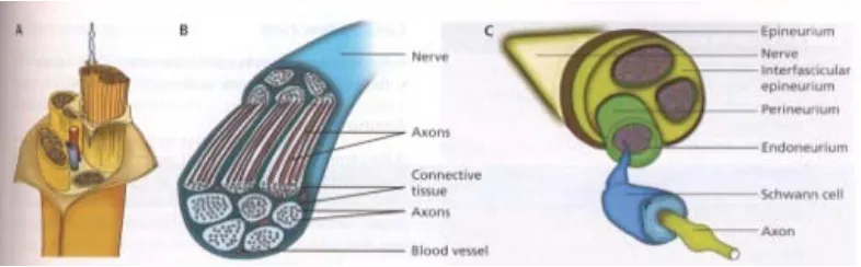 Gambar 1. Anatomi saraf perifer10