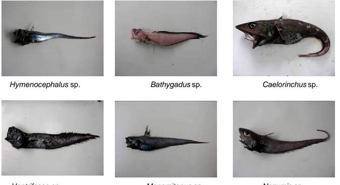 Gambar 1. Foto beberapa genera ikan ekor tikus dari famili Macrouridae.