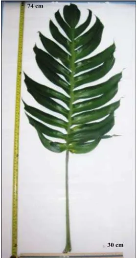 Gambar 7 . Daun Ekor Naga (Rhaphidophora pinnata (L.f.) Schott) 