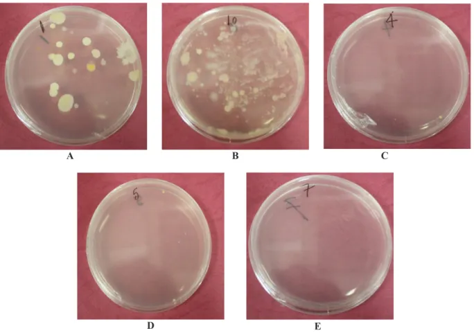 Gambar 2. Hasil Uji Cemaran Mikroba di Laboratorium PTFM – BPPT (A) Bahan Baku Garam, (B) Air  Pelarut, (C) Larutan Hasil Pengendapan 1, (D) Larutan Hasil Pengendapan 2, (E) Larutan  Garam Sebelum Kristalisasi