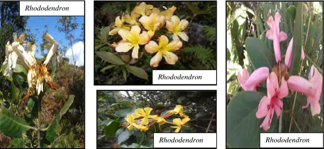 Gambar 1. Rhododendron sebagai obyek ekowisata dan strategi Pengembangannya