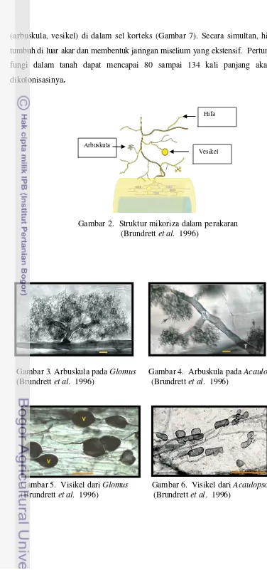 Gambar 2.  Struktur mikoriza dalam perakaran   