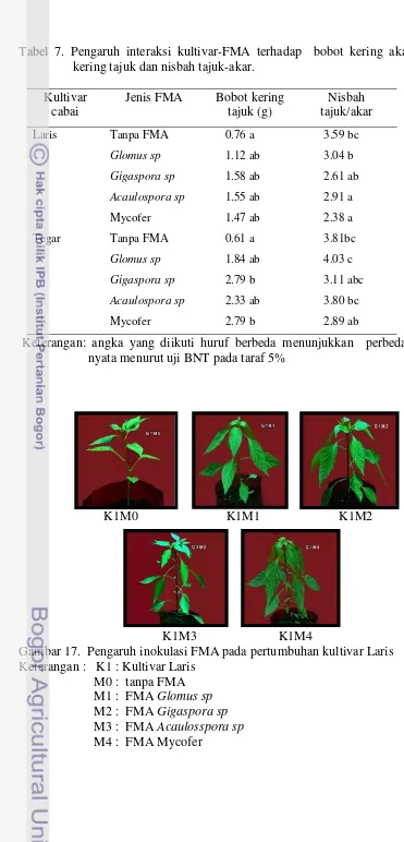Tabel 7. Pengaruh interaksi kultivar-FMA terhadap  bobot kering akar, bobot kering tajuk dan nisbah tajuk-akar