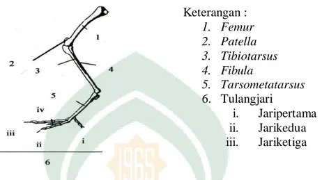 Gambar 1. Ilustrasi Tulang Femur, Tibia, Tarsometatarsus dan Jari pada Ayam  (Department of Animal and Poultry Science, 2008) 