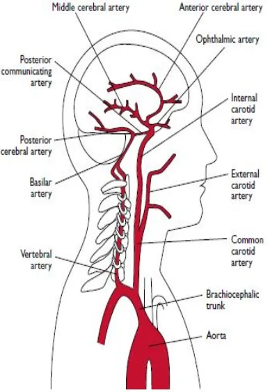 Gambar 1 : arteri di otak 
