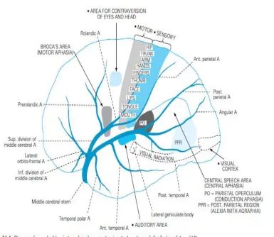 Gambar 3: Territori Middle Cerebral Artery 
