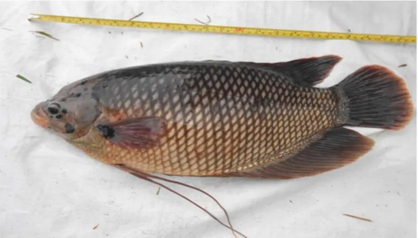 Gambar 1. Ikan gurami (Osphronemus gouramy) (Data Pribadi, 2017) 