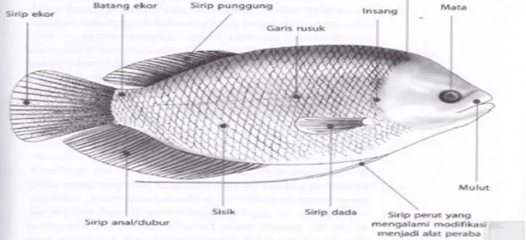 Gambar 2. Morfologi ikan gurami (Osphronemus goramy) (Djuhanda 2007) 
