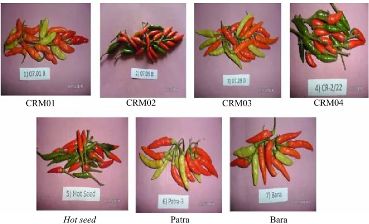Gambar 5. Keragaan buah tujuh genotipe cabai rawit (Fruit performance of seven genotypes of chili)