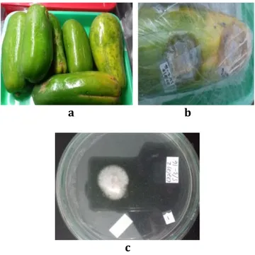 Gambar  1.  a.  Buah  pepaya  yang  terserang  antraknosa  b.  Koloni  C.gloesporioides  c