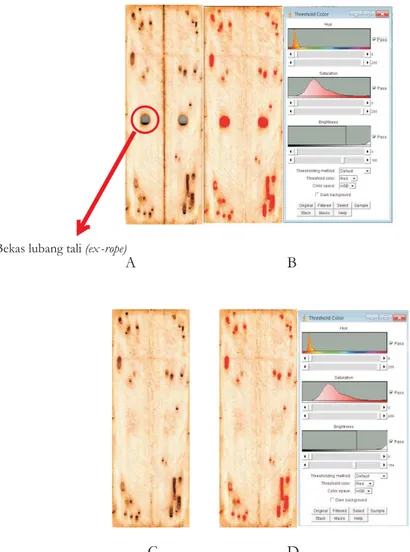 Gambar 1. Interpretasi gambar digital kayu bawang dengan bekas lubang tali (A dan B) dan penghilangan bekas lubang tali (C dan D)