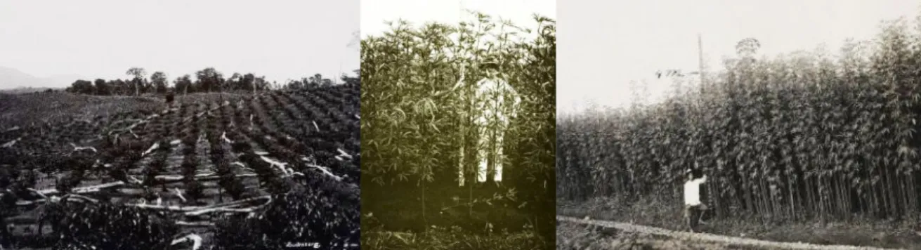 Foto 2.  Perkebunan karet di Tjikeumeuh, dekat Buitenzorg, Jawa Barat, sekitar tahun 1900--1935 (Sumber: KITLV).