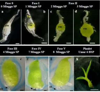 Gambar  1.a-b.Perkembangan  embrio  D.stratiotes  selama  perkecambahan  biji.  a.Fase  0,  embrio  masih  memiliki  testa  dan  belum 
