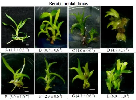 Gambar 2. Morfologi Tanaman Dendrobium stratiotes Rchb.f. dengan Perlakuan BA, Keterangan: A: ½ KC kontrol, B: ½ KC BA 1 