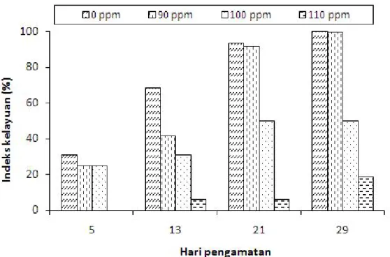 Gambar 3. Histogram hubungan antara hari pengamatan dengan indeks kelayuan (%) pada hari ke-5, 13, 21, dan 29.