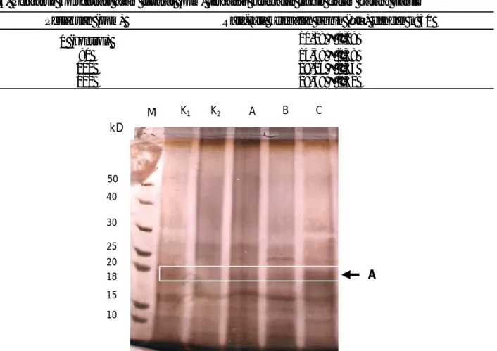 Tabel 6. Pengaruh konsentrasi asam fusarat (ppm) terhadap ketebalan lignin dalam batang vanili kD 50  40  30  25  15 20  10  M  K 1 K 2 A  B  C 18  A 