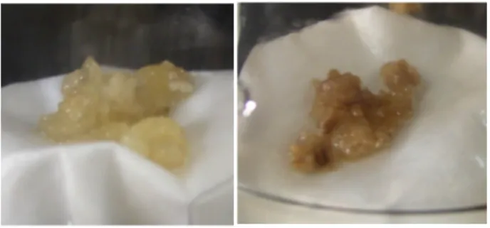 Gambar 1. Kalus  embriogenik  jahe  putih  besar  pada  media  seleksi  tahap  satu  di  dalam  media  MS  +  3%  manitol    tanpa  filtrat  (kontrol)  (kiri),  dan  di  dalam  media  MS  +  3%  manitol    +  5%  filtrat  bakteri R