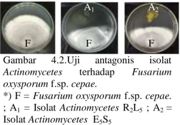 Gambar  4.2  menunjukkan  luas  zona  hambatan  dari  isolat  R 2 L 5 dan  E 5 S 5 terhadap  Fusarium  oxysporumf.sp 