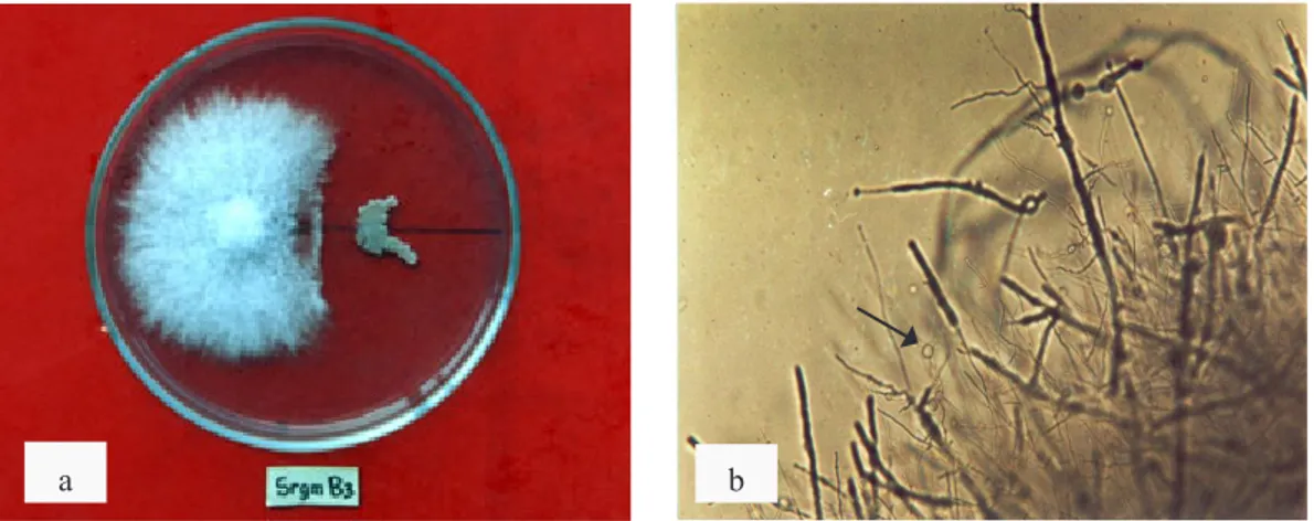 Gambar 1.  Daya  hambat  bakteri  terhadap  pertumbuhan  F.  oxysporum  f.  sp.  cubense  secara  in  vitro
