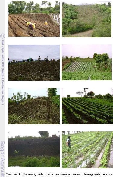 Gambar 4Sistem guludan tanaman sayuran searah lereng oleh petani di 