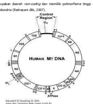 Gambar 1. Bagan MITOCHONDRIAL DNA pada genome manusia, dengan daerah control (merupakan daerah utama fungsional sebagai berikut: 2 RIBOSOMAL RNA gen (12S dan 16S), 3 gen untuk subunit cytochrome oxidase (COI–COIII), 7 gen untuk subunit NADH dehydrogenase (