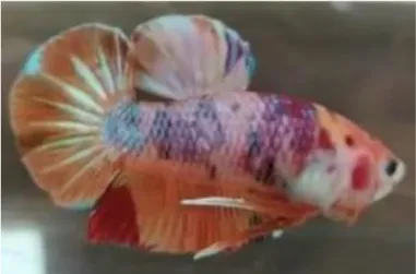 Gambar 3.9 Ikan Cupang Nemo Fancy Multi