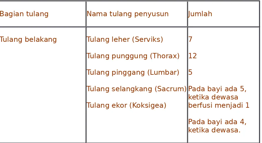 tabel penyusun tulang belakang di bawah ini!