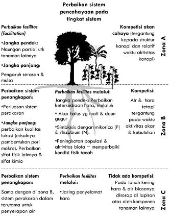 Gambar 1. Interaksi antara pohon-tanah-tanaman non-pohon yang muncul sebagai akibat  pencampuran dua komponen agroforestri yang berbeda (Huxley, 1999)