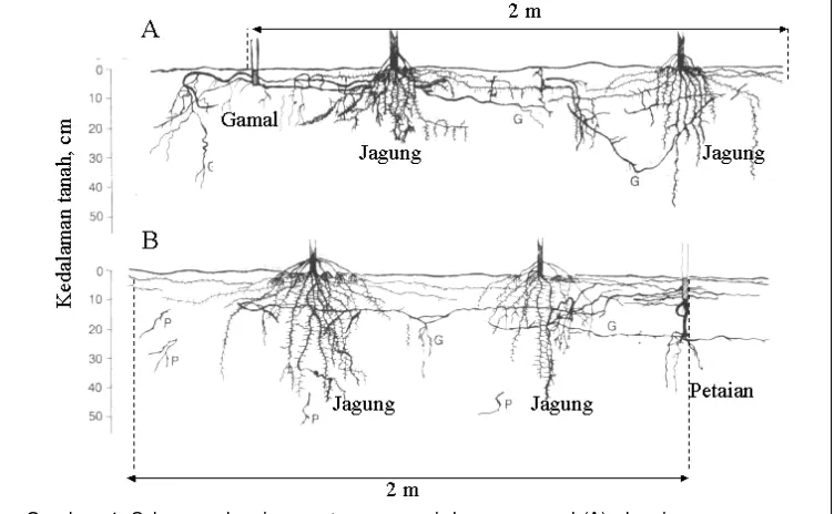Gambar 4. Sebaran akar jagung tumpangsari dengan gamal (A) akar jagung tumpangsari dengan petaian (B) pada tanah masam di Pakuan Ratu, Lampung Utara (Hairiah et al., 1992)