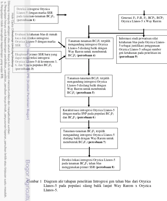 Gambar 1  Diagram alir tahapan penelitian Introgresi gen tahan blas dari Oryzica 