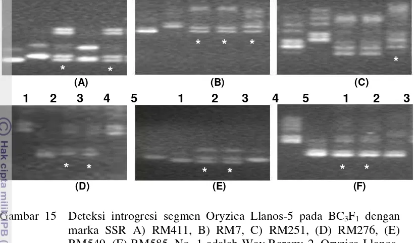 Gambar 15  Deteksi introgresi segmen Oryzica Llanos-5 pada BC3F1 dengan 