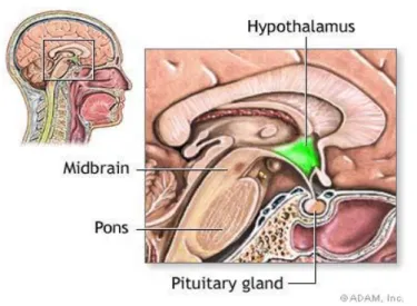 Gambar 1. Hypothalamus merupakan neurotransmitter yang mengendalikan hormon reproduksi dan stress