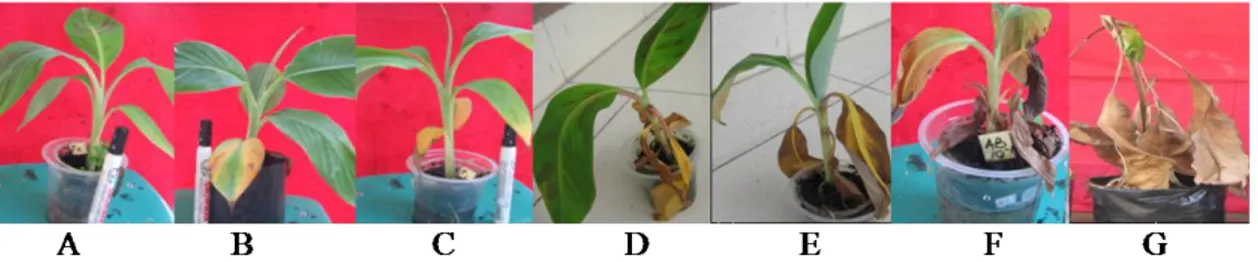 Gambar 1.  Skoring gejala Fusarium oxysporum (FOC) pada daun pisang: (A). Skor 0 = tidak ada gejala  bercak  daun  kuning,  tanaman  nampak  sehat;  (B)