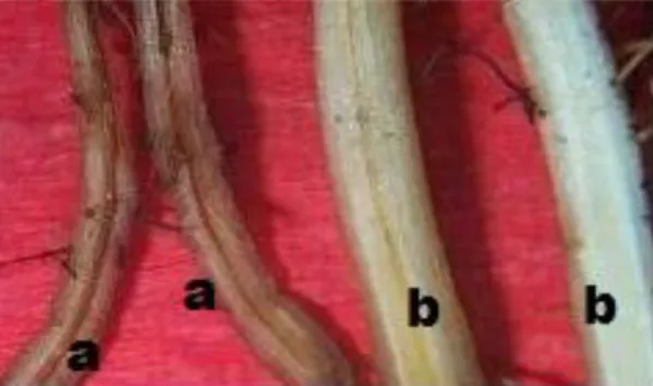 Gambar  4.  Gejala  diskolorisasi  pada  jaringan  pembuluh  akar  pisang:  pembuluh  akar  yang  sakit  (a);  jaringan pembuluh akar sehat (b) 