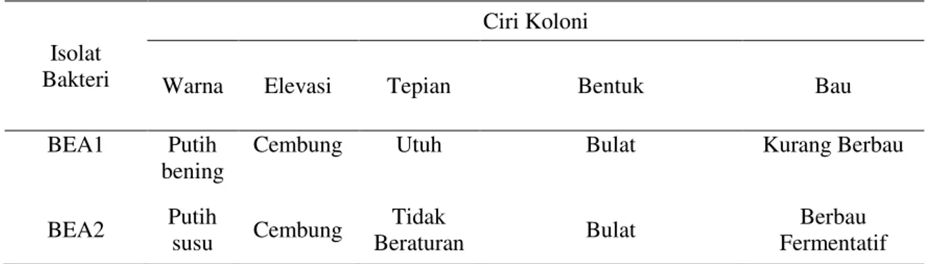 Tabel 2. Karakteristik Koloni Isolat Bakteri Endofit 