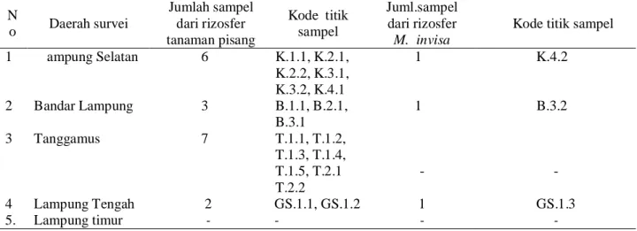 Tabel 1. Jumlah sampel dan kode titik sampel dari rhisosfer tanaman pisang dan gulma Mimosa invisa   