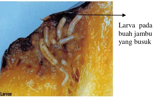 Gambar 1: larva Lalat Buah Bactrocera spp.  