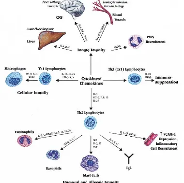 Gambar 6. Summary of actions of cytokines and chemokines Dikutip dari : Borish dan Steinke,  (2003)  