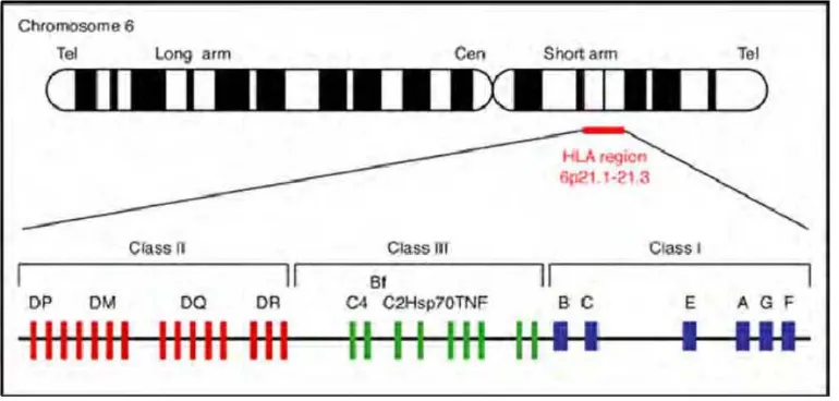 Gambar  7. Lokasi gene TNF-α pada kromosom 6 (6p21.3)