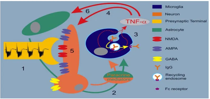 Gambar 8 .  Schematic of neuro-immune initiating signaling of activity- 