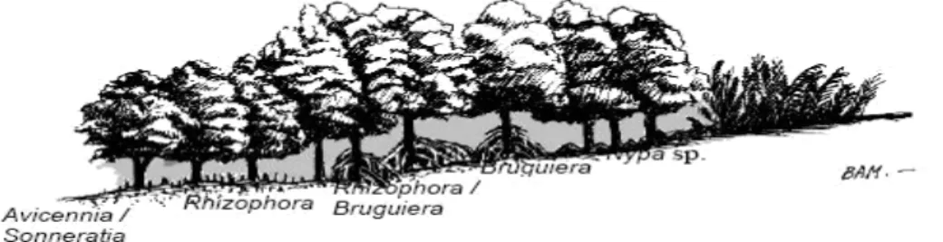 Gambar 1. Pola Zonasi Mangrove (Bengen, 2004) 